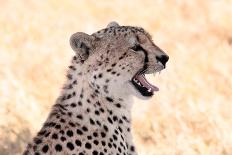 Cheetah N the Masai Mara Reserve in Kenya Africa-OSTILL-Photographic Print