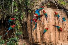 Macaws in Clay Lick in the Peruvian Amazon Jungle at Madre De Dios Peru-OSTILL-Photographic Print