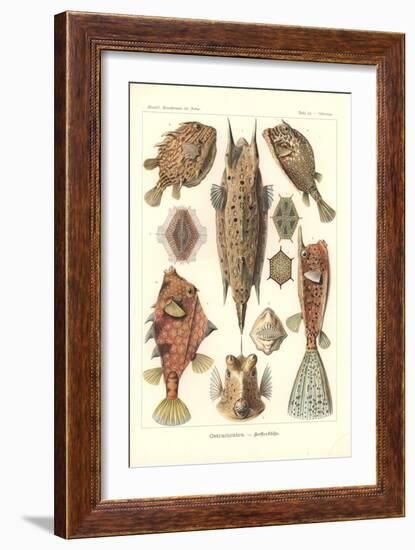 Ostracion - Teleosts, Pl.42 from 'Kunstformen Der Natur', Engraved by Adolf Giltsch, Published 1904-Ernst Haeckel-Framed Giclee Print