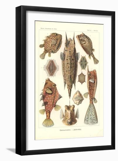 Ostracion - Teleosts, Pl.42 from 'Kunstformen Der Natur', Engraved by Adolf Giltsch, Published 1904-Ernst Haeckel-Framed Giclee Print