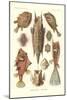 Ostracion - Teleosts, Pl.42 from 'Kunstformen Der Natur', Engraved by Adolf Giltsch, Published 1904-Ernst Haeckel-Mounted Giclee Print