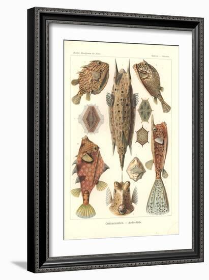 Ostracion - Teleosts, Pl.42 from 'Kunstformen Der Natur', Engraved by Adolf Giltsch, Published 1904-Ernst Haeckel-Framed Giclee Print