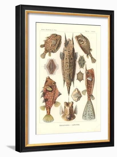 Ostracion - Teleosts, Pl.42 from 'Kunstformen Der Natur', Engraved by Adolf Giltsch, Published 1904-Ernst Haeckel-Framed Giclee Print