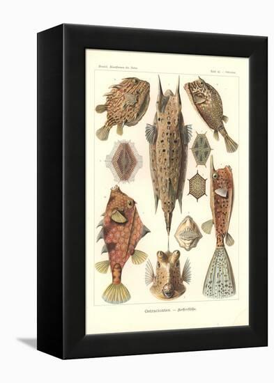 Ostracion - Teleosts, Pl.42 from 'Kunstformen Der Natur', Engraved by Adolf Giltsch, Published 1904-Ernst Haeckel-Framed Premier Image Canvas