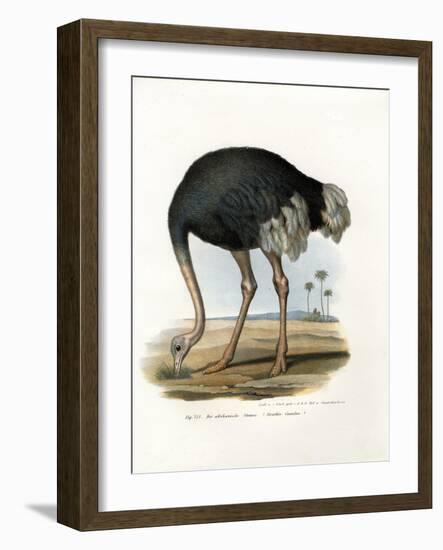 Ostrich, 1864-null-Framed Giclee Print