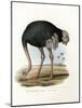 Ostrich, 1864-null-Mounted Giclee Print