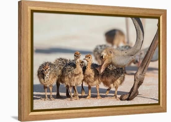 Ostrich chicks gathered near adult, Kgalagadi Transfrontier Park-Ann & Steve Toon-Framed Premier Image Canvas