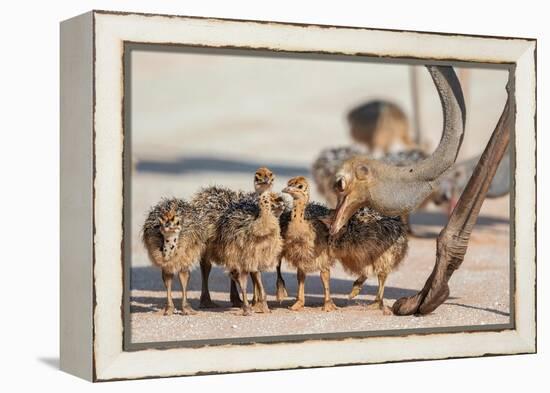 Ostrich chicks gathered near adult, Kgalagadi Transfrontier Park-Ann & Steve Toon-Framed Premier Image Canvas