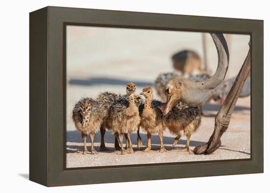 Ostrich chicks gathered near adult, Kgalagadi Transfrontier Park-Ann & Steve Toon-Framed Premier Image Canvas