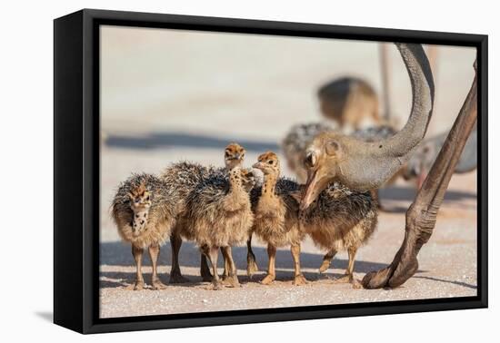 Ostrich chicks gathered near adult, Kgalagadi Transfrontier Park-Ann & Steve Toon-Framed Premier Image Canvas