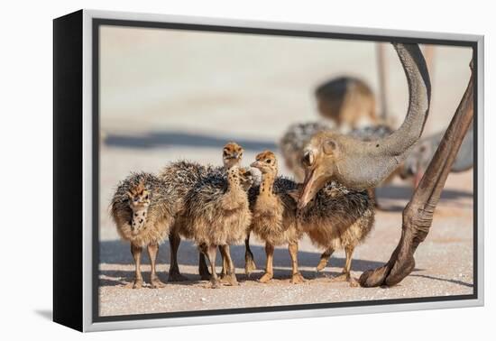 Ostrich chicks gathered near adult, Kgalagadi Transfrontier Park-Ann & Steve Toon-Framed Premier Image Canvas