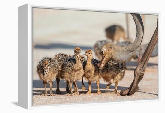 Ostrich chicks gathered near adult, Kgalagadi Transfrontier Park-Ann & Steve Toon-Framed Premier Image Canvas