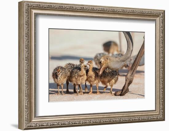 Ostrich chicks gathered near adult, Kgalagadi Transfrontier Park-Ann & Steve Toon-Framed Photographic Print