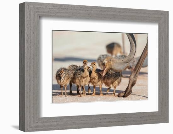 Ostrich chicks gathered near adult, Kgalagadi Transfrontier Park-Ann & Steve Toon-Framed Photographic Print