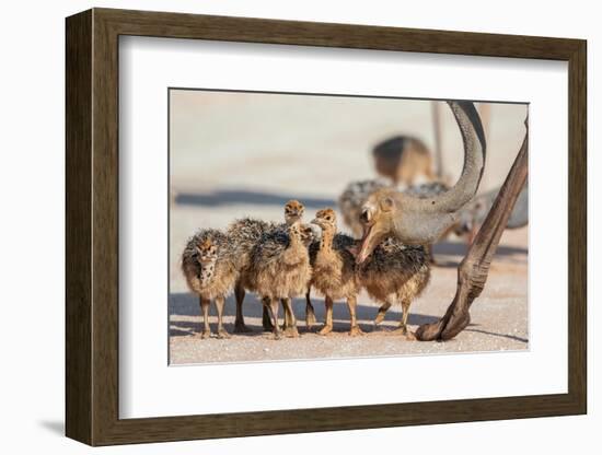 Ostrich chicks gathered near adult, Kgalagadi Transfrontier Park-Ann & Steve Toon-Framed Photographic Print