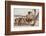 Ostrich chicks gathered near adult, Kgalagadi Transfrontier Park-Ann & Steve Toon-Framed Photographic Print