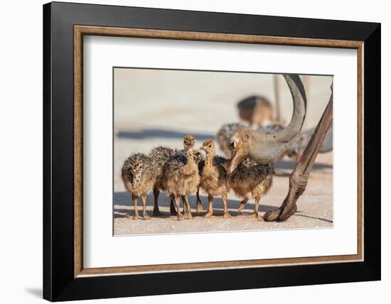 Ostrich chicks gathered near adult, Kgalagadi Transfrontier Park-Ann & Steve Toon-Framed Photographic Print