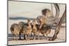 Ostrich chicks gathered near adult, Kgalagadi Transfrontier Park-Ann & Steve Toon-Mounted Photographic Print