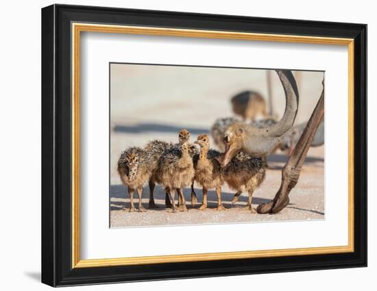 Ostrich chicks gathered near adult, Kgalagadi Transfrontier Park-Ann & Steve Toon-Framed Photographic Print