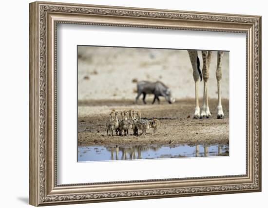 Ostrich Chicks (Struthio Camelus) Etosha Np, Namibia. Giraffe Legs And Distant Warthog-Tony Heald-Framed Photographic Print