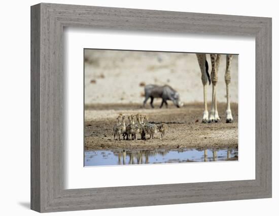 Ostrich Chicks (Struthio Camelus) Etosha Np, Namibia. Giraffe Legs And Distant Warthog-Tony Heald-Framed Photographic Print