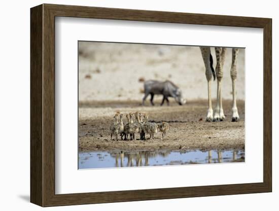 Ostrich Chicks (Struthio Camelus) Etosha Np, Namibia. Giraffe Legs And Distant Warthog-Tony Heald-Framed Photographic Print