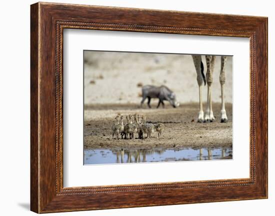 Ostrich Chicks (Struthio Camelus) Etosha Np, Namibia. Giraffe Legs And Distant Warthog-Tony Heald-Framed Photographic Print