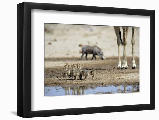 Ostrich Chicks (Struthio Camelus) Etosha Np, Namibia. Giraffe Legs And Distant Warthog-Tony Heald-Framed Photographic Print