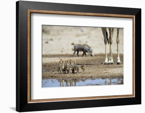 Ostrich Chicks (Struthio Camelus) Etosha Np, Namibia. Giraffe Legs And Distant Warthog-Tony Heald-Framed Photographic Print