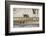 Ostrich Chicks (Struthio Camelus) Etosha Np, Namibia. Giraffe Legs And Distant Warthog-Tony Heald-Framed Photographic Print