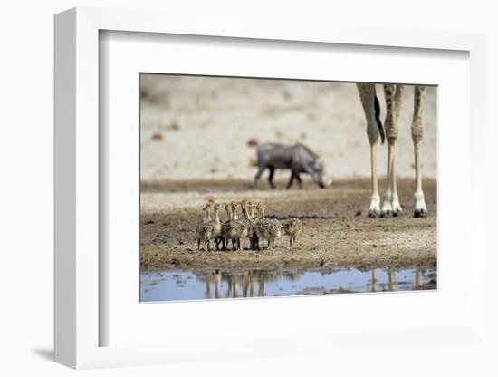 Ostrich Chicks (Struthio Camelus) Etosha Np, Namibia. Giraffe Legs And Distant Warthog-Tony Heald-Framed Photographic Print