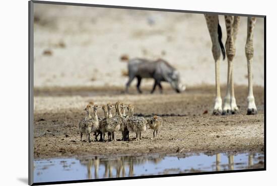 Ostrich Chicks (Struthio Camelus) Etosha Np, Namibia. Giraffe Legs And Distant Warthog-Tony Heald-Mounted Photographic Print