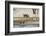 Ostrich Chicks (Struthio Camelus) Etosha Np, Namibia. Giraffe Legs And Distant Warthog-Tony Heald-Framed Photographic Print