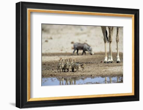 Ostrich Chicks (Struthio Camelus) Etosha Np, Namibia. Giraffe Legs And Distant Warthog-Tony Heald-Framed Photographic Print