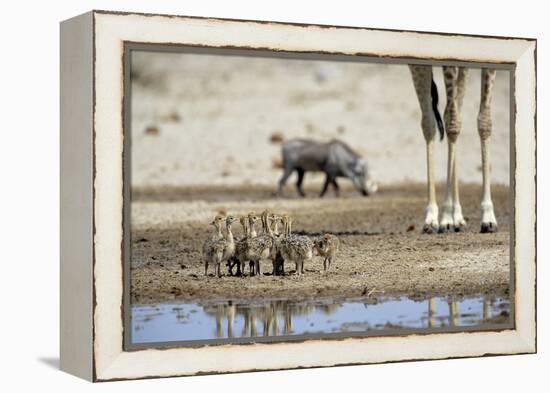 Ostrich Chicks (Struthio Camelus) Etosha Np, Namibia. Giraffe Legs And Distant Warthog-Tony Heald-Framed Premier Image Canvas