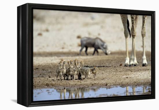 Ostrich Chicks (Struthio Camelus) Etosha Np, Namibia. Giraffe Legs And Distant Warthog-Tony Heald-Framed Premier Image Canvas