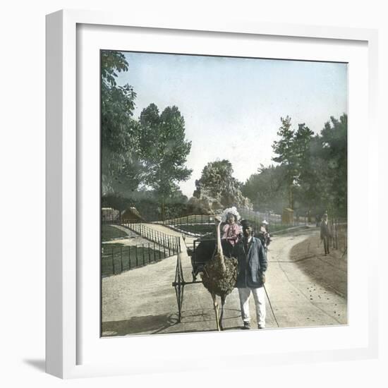 Ostrich-Drawn Carriage, Paris, Zoological Garden, Circa 1890-Leon, Levy et Fils-Framed Photographic Print