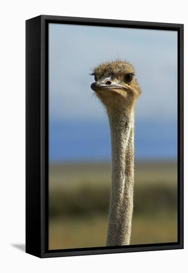 Ostrich, Etosha National Park, Namibia-David Wall-Framed Premier Image Canvas