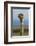 Ostrich, Etosha National Park, Namibia-David Wall-Framed Photographic Print