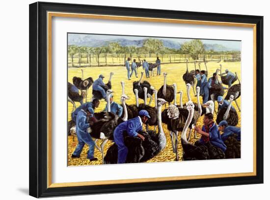 Ostrich Farm, 1988-Komi Chen-Framed Giclee Print