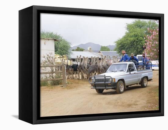 Ostrich Farm in Oudtshoorn, Little Karoo, South Affrica-Fraser Hall-Framed Premier Image Canvas