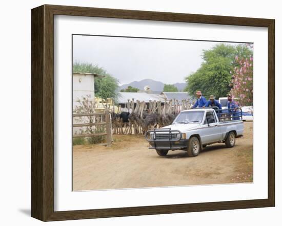 Ostrich Farm in Oudtshoorn, Little Karoo, South Affrica-Fraser Hall-Framed Photographic Print