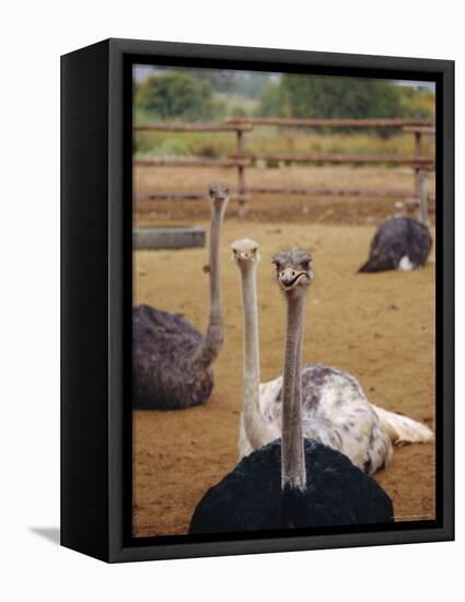 Ostrich Farm in Oudtshoorn, Little Karoo, South Affrica-Amanda Hall-Framed Premier Image Canvas