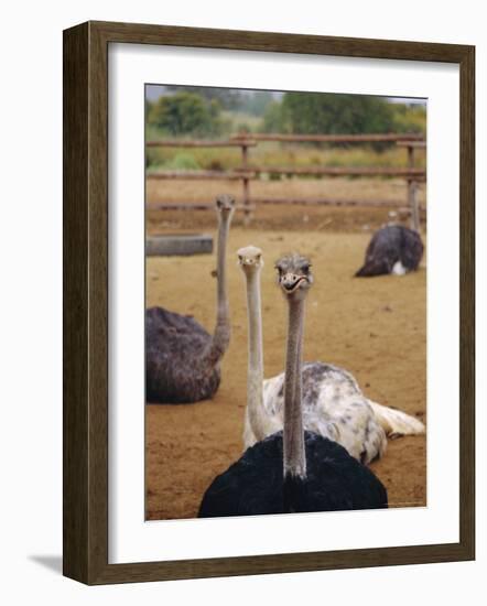 Ostrich Farm in Oudtshoorn, Little Karoo, South Affrica-Amanda Hall-Framed Photographic Print