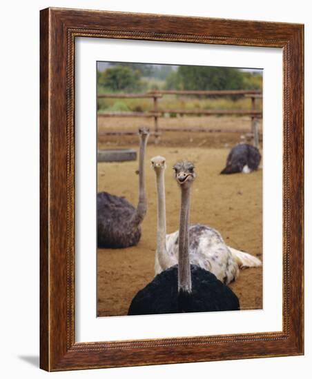 Ostrich Farm in Oudtshoorn, Little Karoo, South Affrica-Amanda Hall-Framed Photographic Print