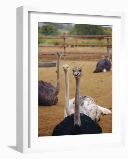 Ostrich Farm in Oudtshoorn, Little Karoo, South Affrica-Amanda Hall-Framed Photographic Print