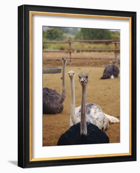 Ostrich Farm in Oudtshoorn, Little Karoo, South Affrica-Amanda Hall-Framed Photographic Print