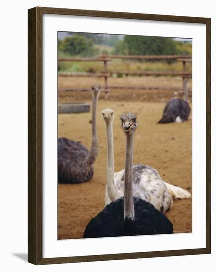 Ostrich Farm in Oudtshoorn, Little Karoo, South Affrica-Amanda Hall-Framed Photographic Print