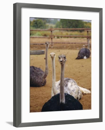 Ostrich Farm in Oudtshoorn, Little Karoo, South Affrica-Amanda Hall-Framed Photographic Print