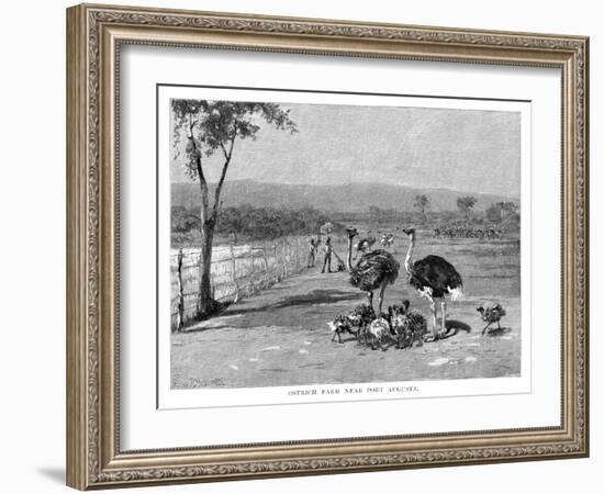 Ostrich Farm Near Port Augusta, South Australia, 1886-Frank P Mahony-Framed Giclee Print